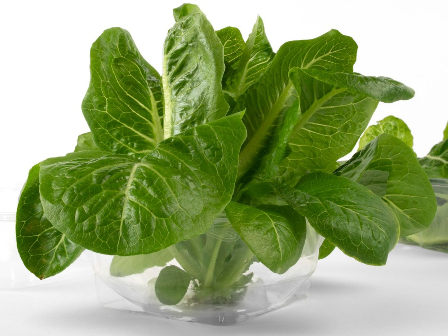 Romaine, Green - Full Head