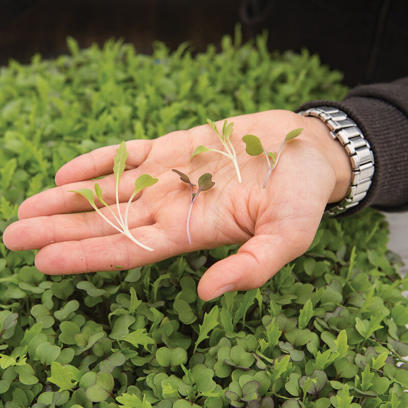 Microgreens, Basic Mix