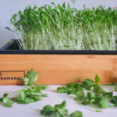 Microgreens, Cilantro