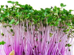 Microgreens, Purple Kohlrabi