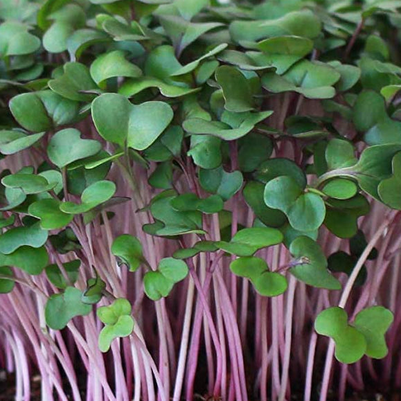 Microgreens, Purple Kohlrabi