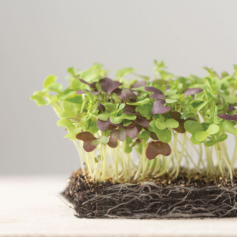 Microgreens, Spicy Mix