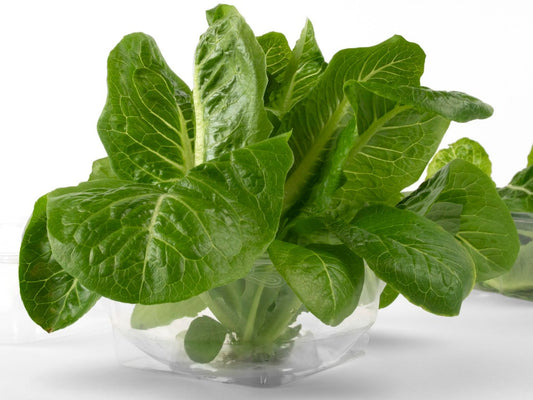 Romaine, Green - Full Head