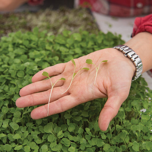 Microgreens, Arugula