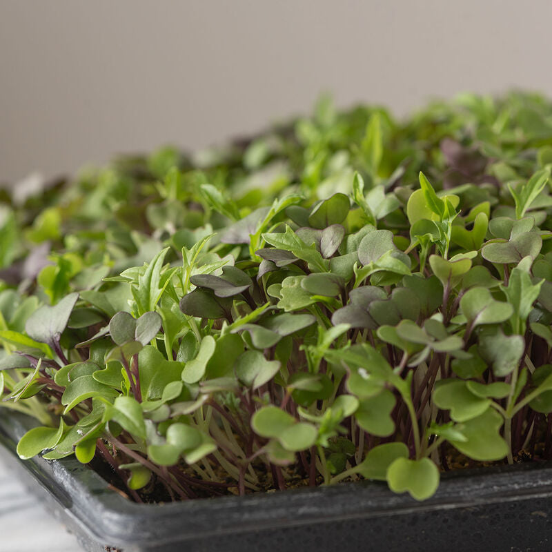 Microgreens, Basic Mix