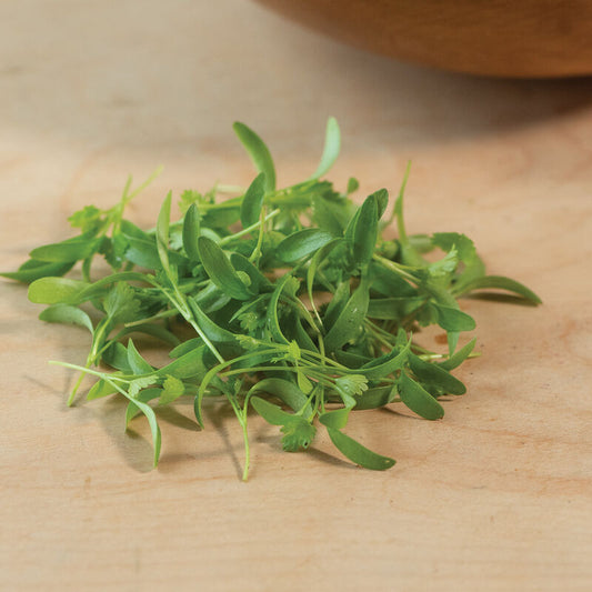Microgreens, Cilantro