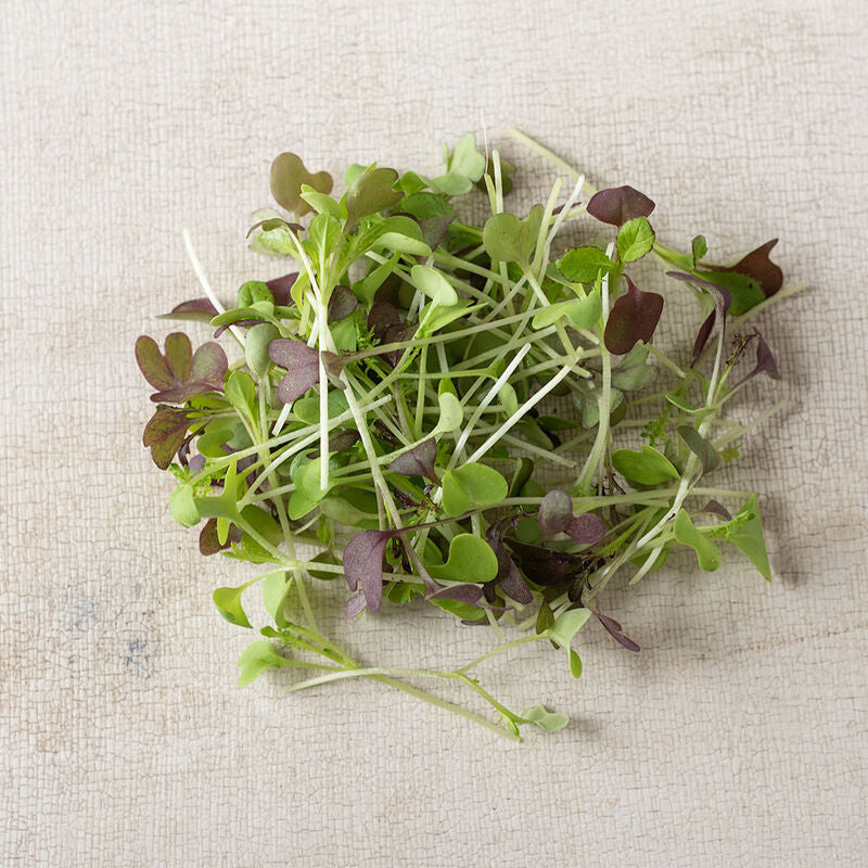 Microgreens, Spicy Mix