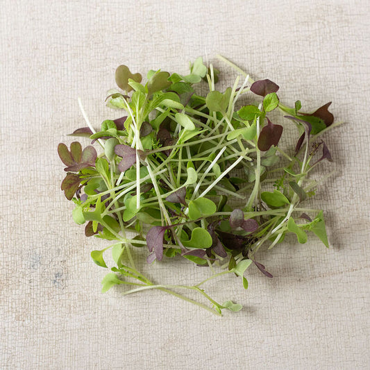 Microgreens, Spicy Mix