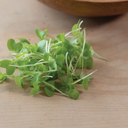 Microgreens, Wasabi Mustard