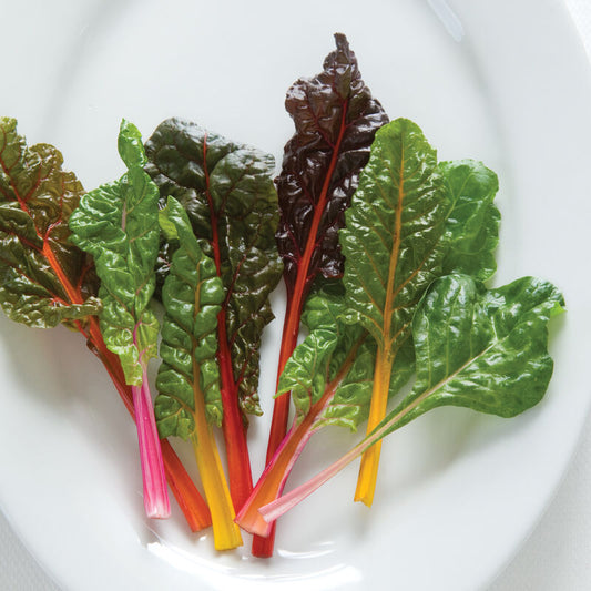 Swiss Chard - Full Head